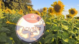 Versátil, produtivo e adaptado, girassol pode ganhar novas áreas no Brasil