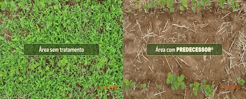 Manejo antecipado de plantas invasoras será importante para a safra de soja 2025/26