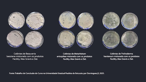  Especialistas alertam para cuidados que o produtor deve ter com essa parceria tecnológica para que não haja perdas na quantidade de unidades formadoras de colônia (UFC)