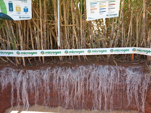 Estratégias de manejo e biotecnologia Microgeo no solo levam produtor a dobrar a produtividade da cana
