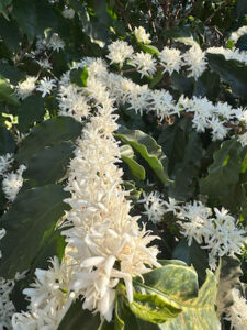 Florada intensa na Alta Mogiana renova esperanças para a safra de café 2026