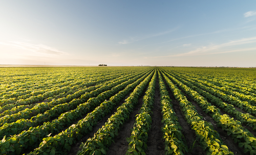 De homem do mato a profissional do campo: estabilidade produtiva é a melhor estratégia enfrentar crises no agronegócio, afirma pesquisador