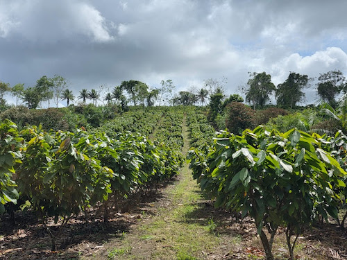 BNDES aprova financiamento de R$ 100 milhões do Fundo Clima para expansão de sistemas agroflorestais da Belterra