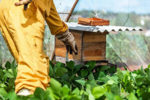 Dia Nacional das abelhas: polinizadores elevam produtividade da soja em até 13% Resultado foi observado em projeto da BASF Soluções para Agricultura realizado em parceria com a Embrapa