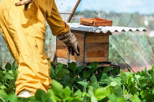  Dia Nacional das abelhas: polinizadores elevam produtividade da soja em até 13% Resultado foi observado em projeto da BASF Soluções para Agricultura realizado em parceria com a Embrapa