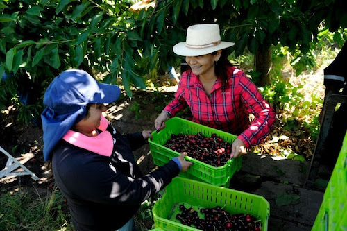 Pesquisa inédita revela que produtoras rurais têm papel importante na inovação e sustentabilidade do agro