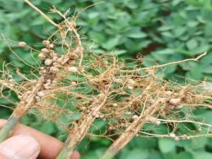 Protetores bacterianos são essenciais para o sucesso da inoculação na soja