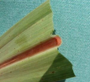 Síndrome da Murcha da Cana é ameaça contínua aos canaviais