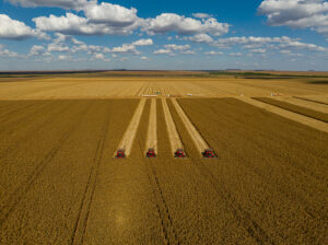 Bom Jesus Agropecuária bate recorde do milho e registra avanço no algodão na safra 2024/2025