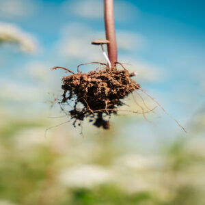Cargill e CCarbon/USP firmam parceria para pesquisar plantas de cobertura em sistemas de produção de grãos