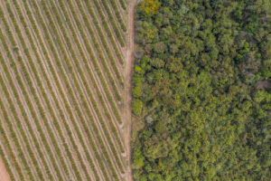 Citrosuco reafirma compromisso com sustentabilidade e apresenta soluções baseadas na natureza na COP30