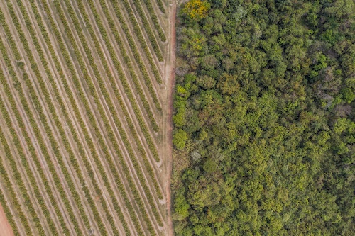 Citrosuco reafirma compromisso com sustentabilidade e apresenta soluções baseadas na natureza na COP30