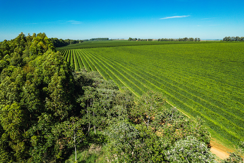  Vinte fazendas de café do Cerrado Mineiro terão acesso à irrigação por meio de parceria entre o Consórcio Cerrado das Águas e a agtech suíça xFarm