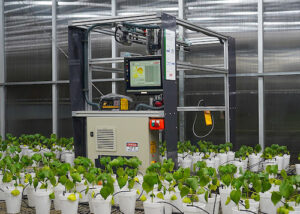 Robô usa luz para diagnóstico precoce de doença em algodão e soja