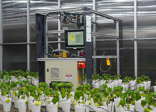  Robô usa luz para diagnóstico precoce de doença em algodão e soja