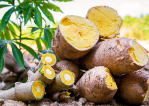 Nova mandioca BRS Jacundá promete triplicar produtividade no Amazonas