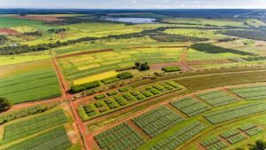 Dia da agricultura: como a pesquisa científica transformou o Cerrado em referência mundial de produtividade e sustentabilidade
