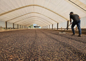 Estudo mostra franco crescimento da cafeicultura nas Matas de Rondônia