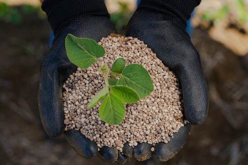  EuroChem impulsiona produtividade em safras de milho e soja com fertilizantes premium Soluções podem promover aumento de sacas por hectare contribuindo para colheitas recordes desses grãos no Brasil