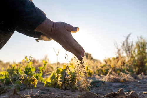 Fundação Cargill anuncia os 13 projetos selecionados pela Chamada Semeia 2025