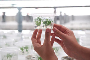 FuturaGene realiza a primeira submissão regulatória do mundo para eucalipto geneticamente editado