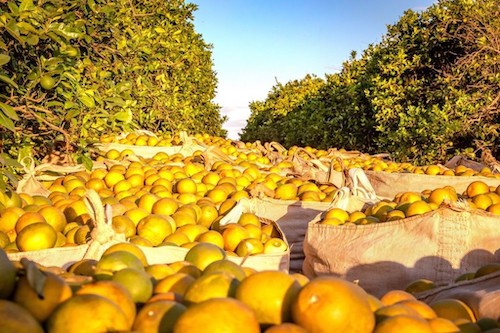 Citricultura em alta: Minas Gerais potencializa produção de laranja, tangerina e limão com salto expressivo