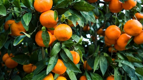 https://eaemaq.com.br/?s=GIROAgro