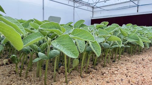 Vampiros do campo: sugadores ameaçam assombrar a produtividade neste Halloween