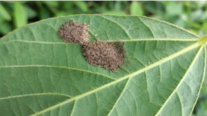 Vampiros do campo: sugadores ameaçam assombrar a produtividade neste Halloween