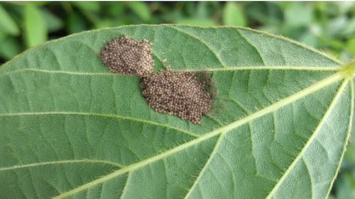 Vampiros do campo: sugadores ameaçam assombrar a produtividade neste Halloween