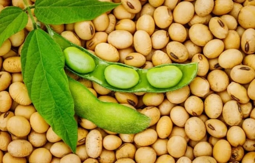 Safra 2025/26: plantio de soja avança no Brasil e Mato Grosso chega a 21%, com novas demandas nutricionais