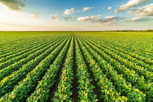 Safra de soja 2025/26 deve bater recorde, mas exige atenção redobrada no manejo fitossanitário Com o avanço da área cultivada e a expectativa de uma safra histórica no Brasil, pragas e plantas daninhas continuam entre os principais desafios do sojicultor