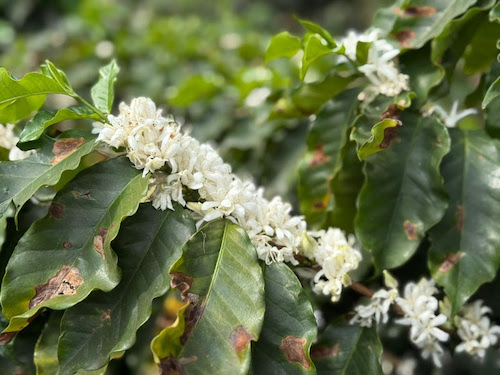  Segunda florada do ano colore o cafezal do Instituto Biológico e atrai polinizadores