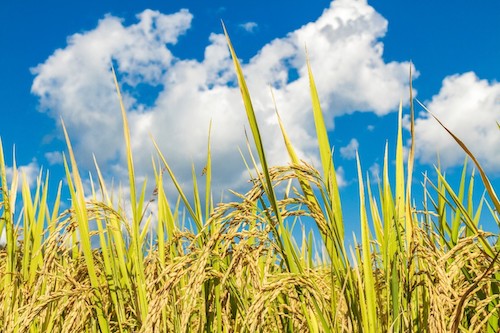 Do campo à mesa: Josapar celebra o Dia Internacional do Arroz com práticas que unem tradição e responsabilidade