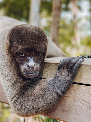 Juma Amazon Lodge adota energia 100% limpa no coração da Amazônia