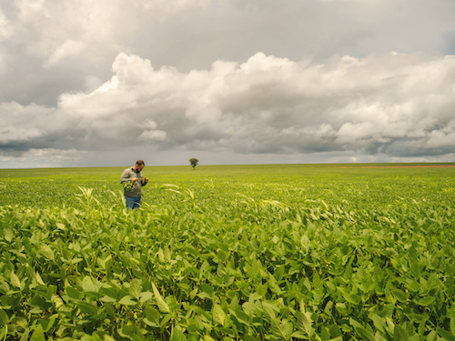 Clima instável eleva a importância de biodefensivos na lavoura de soja