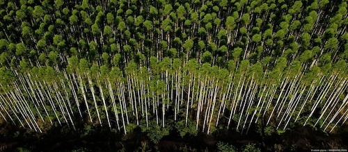 Loveland amplia atuação no segmento florestal com tecnologias de alta performance