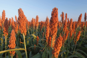 Sorgo ganha força na segunda safra e amplia oportunidades de rentabilidade no campo