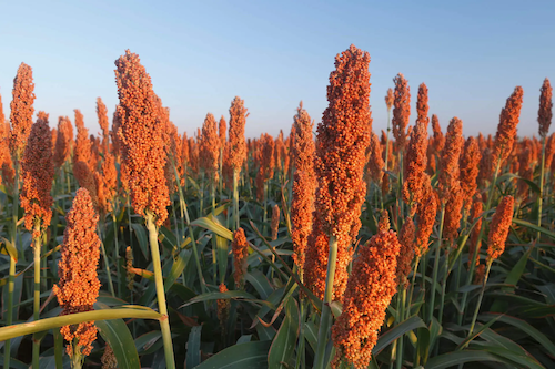 Sorgo ganha força na segunda safra e amplia oportunidades de rentabilidade no campo