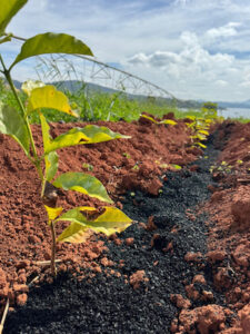 NetZero inaugura planta de biochar em Paraguaçu (MG) com investimento de cerca de R$ 25 milhões