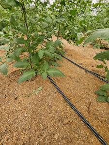 Especialista da Netafim avalia que próximo salto da irrigação no Brasil será digital, mas ainda há barreiras a vencer