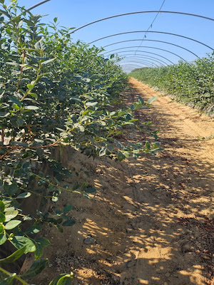 Missão na Espanha reforça conhecimento técnico e presença em campo como diferencial competitivo da Netafim no agro brasileiro