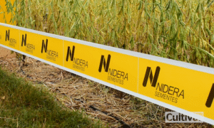 Nidera Sementes tem impulsionado a produção de soja e milho no Brasil há 20 anos