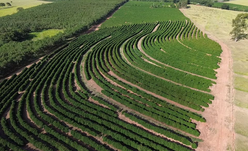  Nova Alta Paulista conquista Indicação Geográfica paulista com apoio da Secretaria de Agricultura do Estado de São Paulo