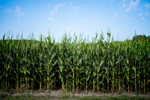 A importância da prevenção e da defesa natural da planta na produtividade de soja e milho Doenças foliares podem causar perdas de até 90% na produção de soja se não forem controladas corretamente