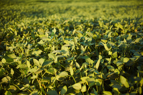 A importância da prevenção e da defesa natural da planta na produtividade de soja e milho