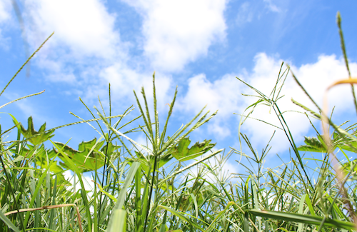 Planejamento técnico-financeiro e manejo integrado são aliados do produtor diante da alta dos custos, da pressão climática e da volatilidade das commodities