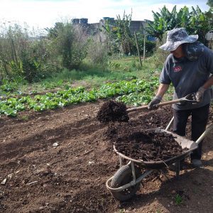  Prefeitura de SP seleciona locais de agricultura para aceleração com aporte de R$ 30 mil