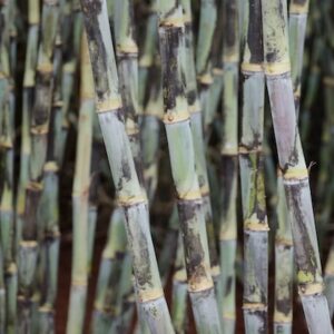 RIDESA apresenta 18 novas variedades de cana-de-açúcar em evento nacional