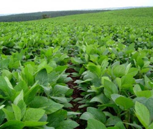 RTRS apresenta soluções em agricultura regenerativa durante a COP30, na AgriZone da Embrapa
